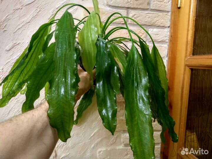 Грунт пропант аквариумные растения