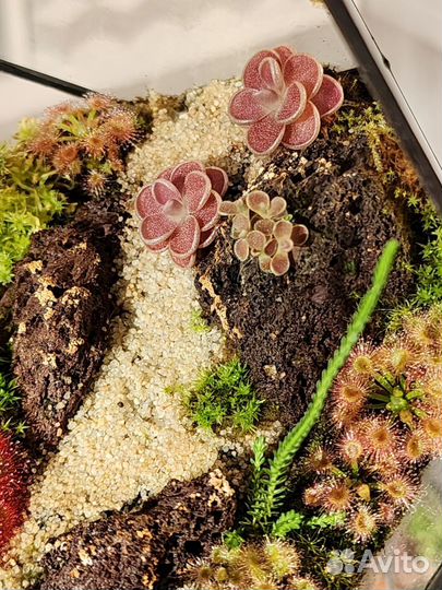 Флорариум из хищных растений - росянки жирянки мох