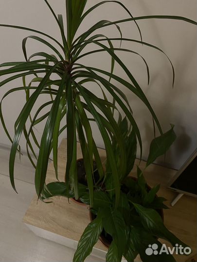 Комнатные цветы