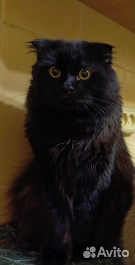 Вязка скотиш хайленд фолд