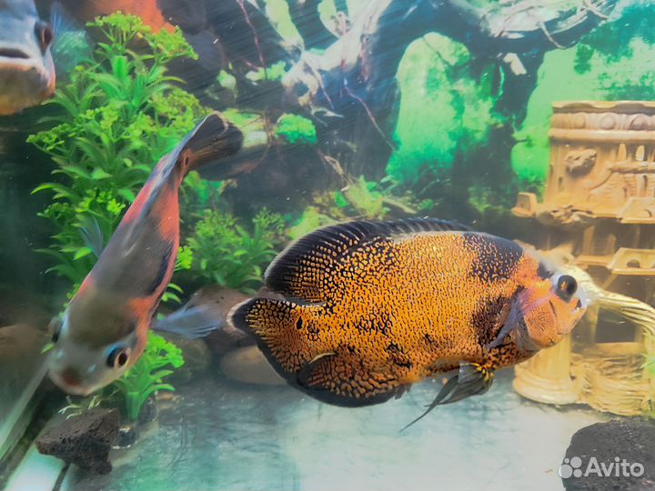 Астронотусы