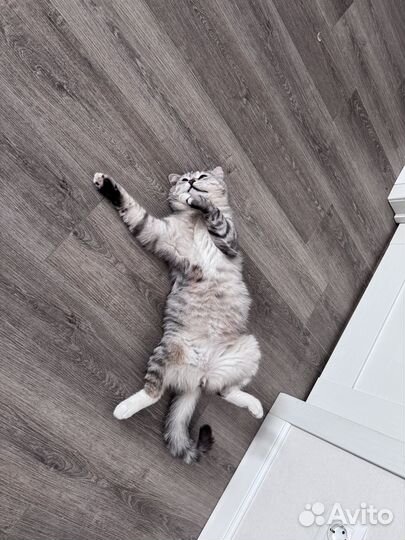 Выгульщик собак маленьких пород