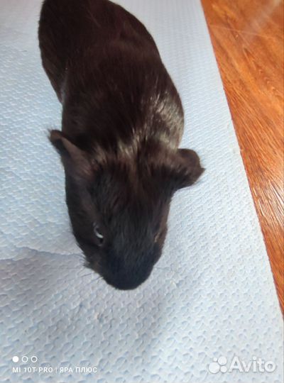 Морская свинка