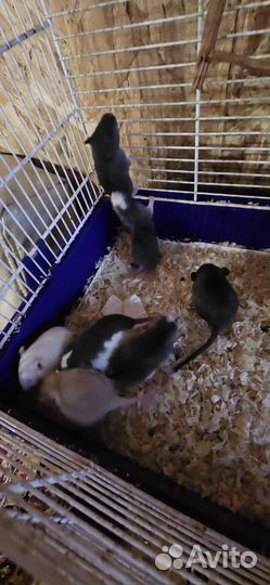 Продаются крысята