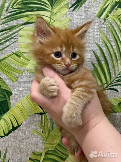 Котята мейн-кун