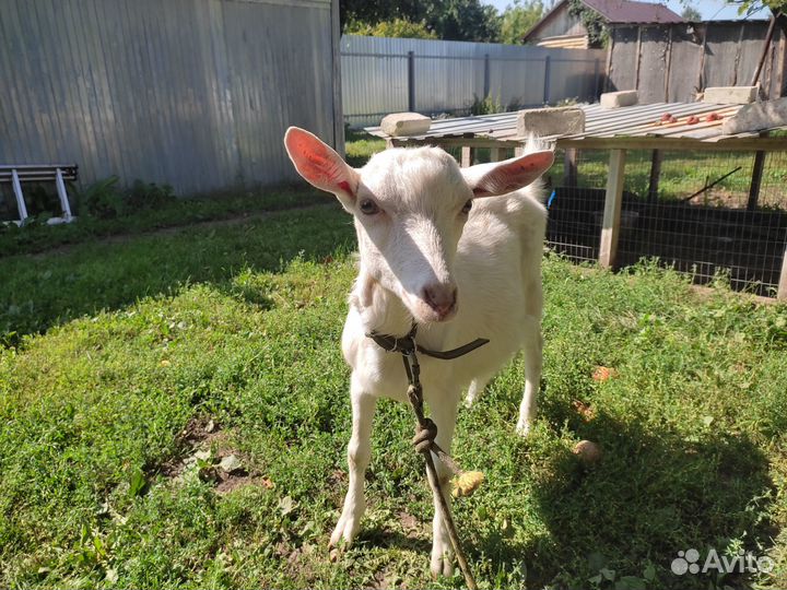 Продается козлик