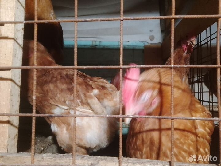 Куры несушки