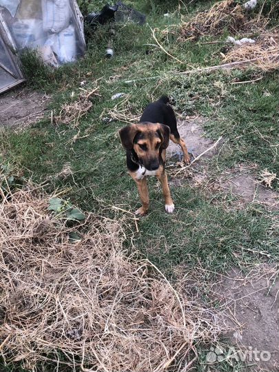 Русская гончая