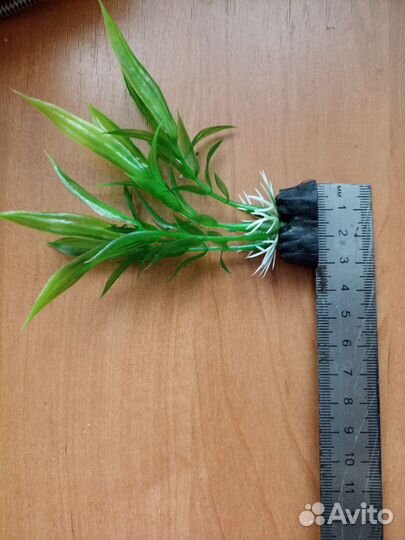 Водоросли для аквариума