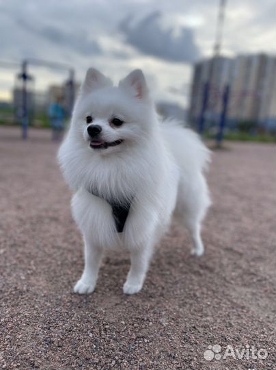 Вязка собак