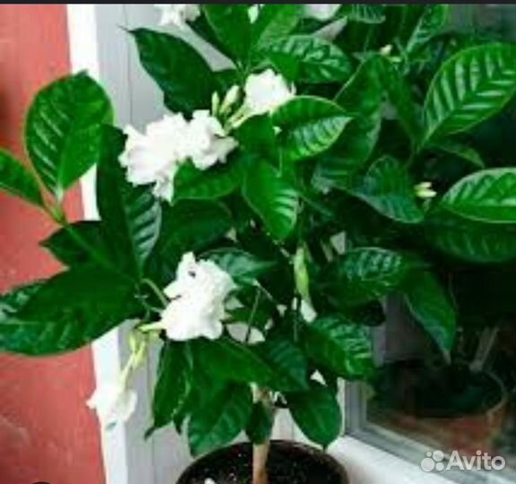 Табернемонтана