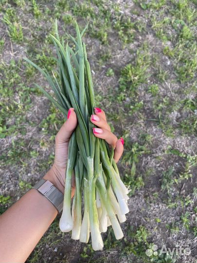 Укроп и зеленый лук от 1 кг