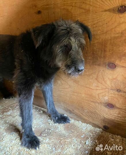 Собаки из приюта ждут прогулок