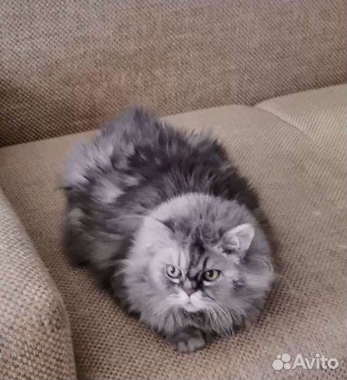 Кошка в добрые руки