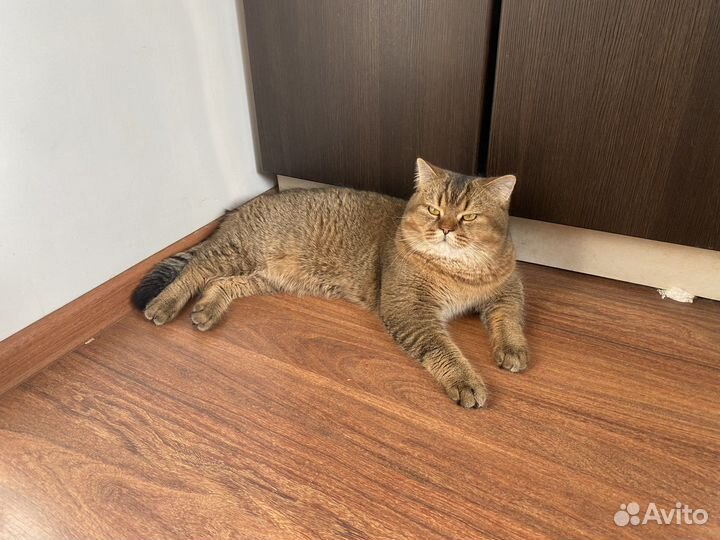 Британский кот на вязку