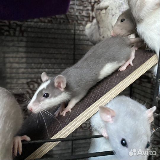 Крысята дамбо