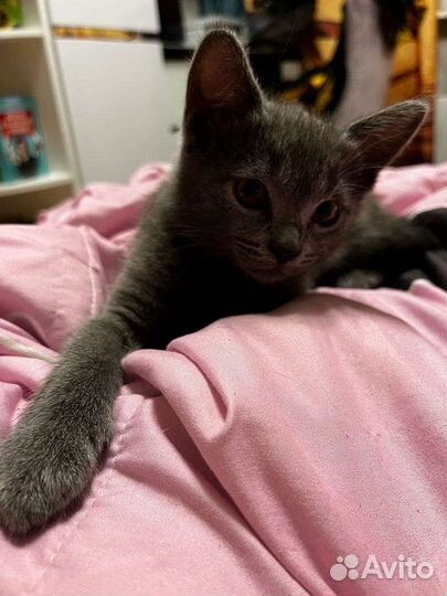 Котенок в дар