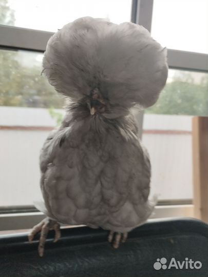 Инкубационное яйцо