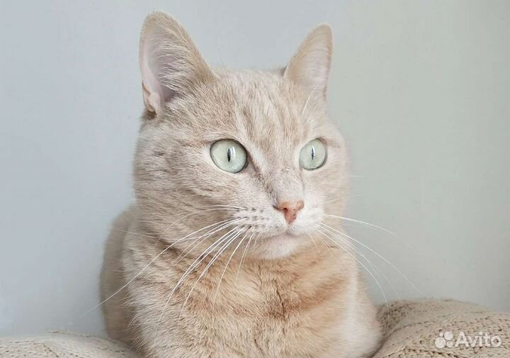 Персиковая кошка компаньон