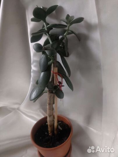 Спатифиллум и красула