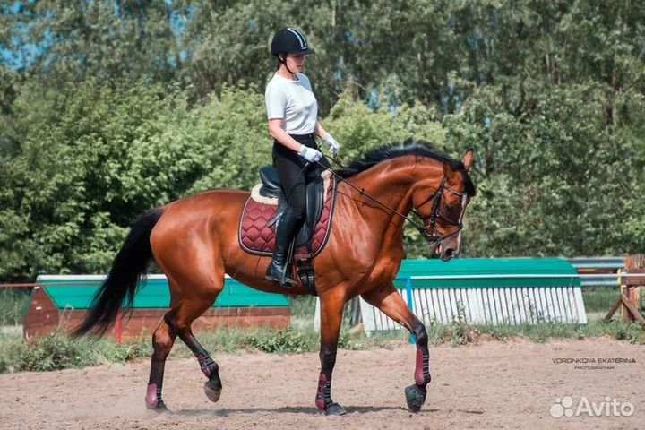 Продается лошадь