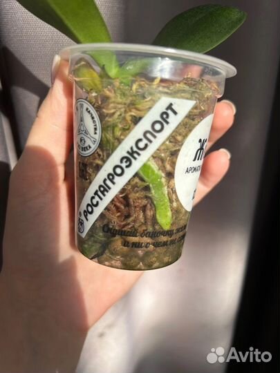 Орхидея белая бабочка