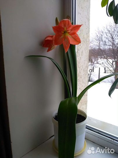 Лилия- Амариллис - Гиппеаструм