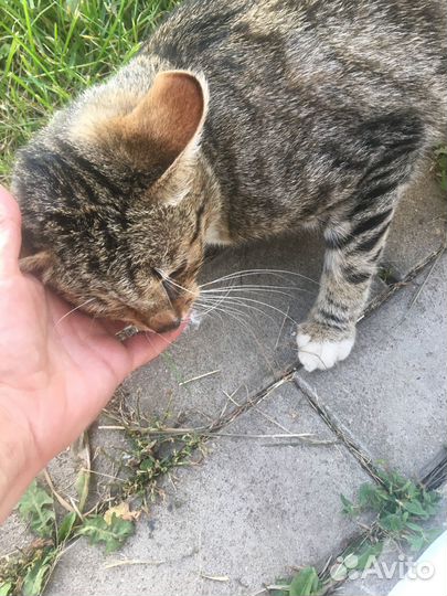 Преданный молодой котик ищет дом