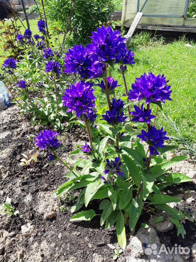 Колокольчик скученный