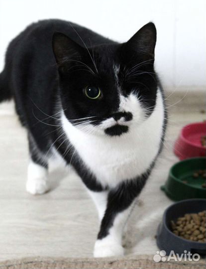 Пиратик котик без глаза, но большой душой