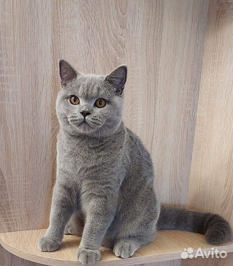 Британский котенок