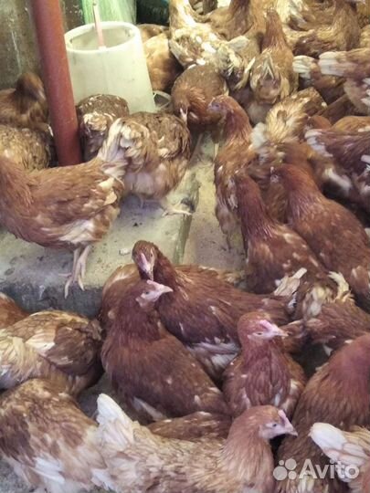 Куры- несушки. Бройлеры круглый год, Цыплята разн
