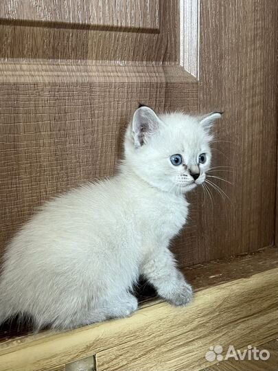 Котята