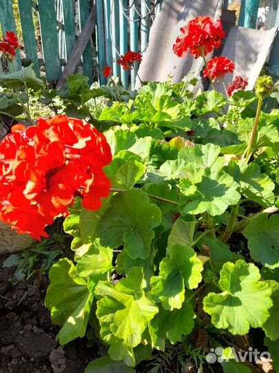 Герань пеларгония срезы