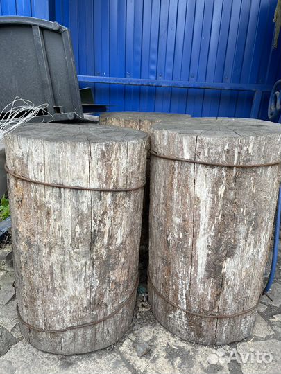 Пень дубовый