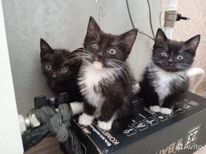 Котята в добрые руки
