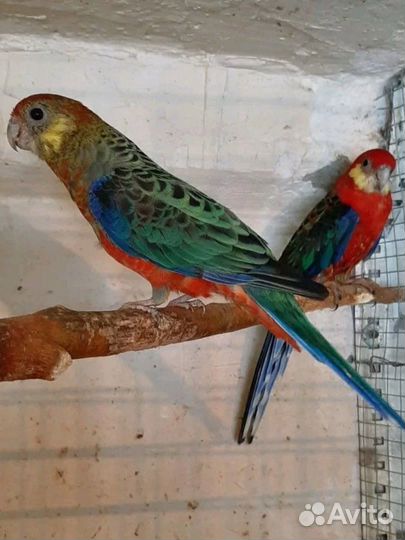 Попугай розелла желтощекая-стенли