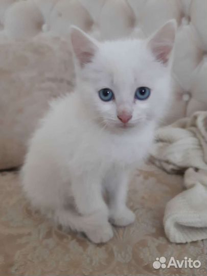 Котёнок с улицы ищет дом