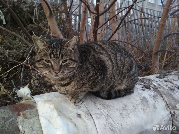 Ласковый котик в добрые руки