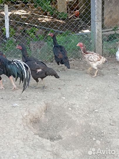 Бойцовые куры