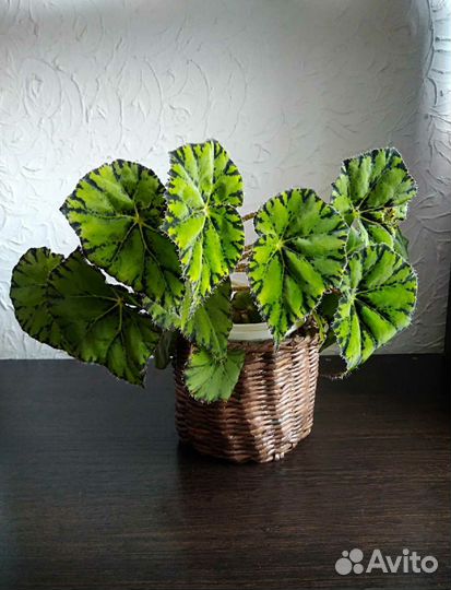 Пеперомия, Бегонии 3 вида и Шлюмбергера