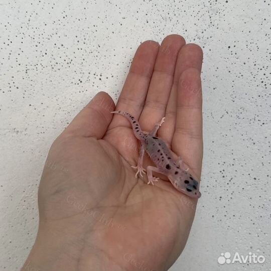 Ручные ящерицы/гекконы/эублефары опт/розница