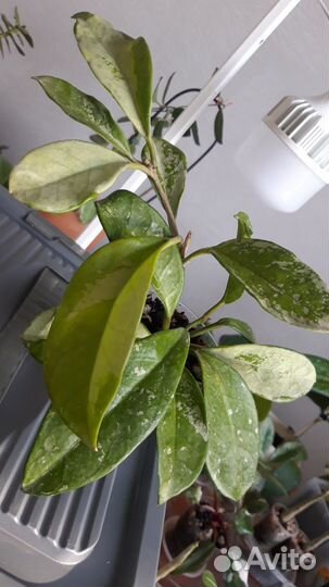 Красивые хойи