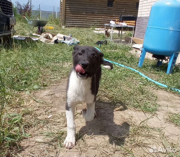 Щенок, сука, метис