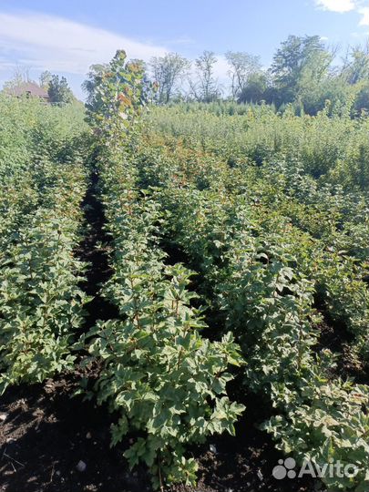 Плодовые-Кустарники-декорация