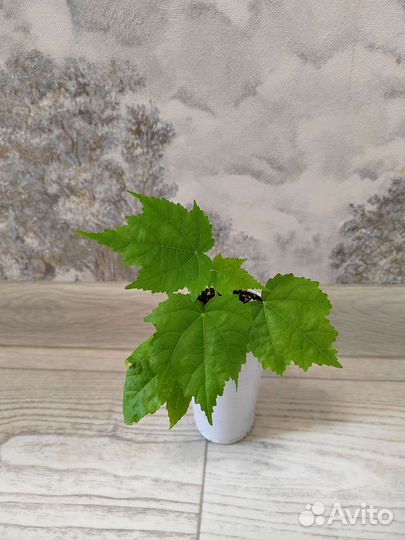 Абутилон шафран ярко-желтый