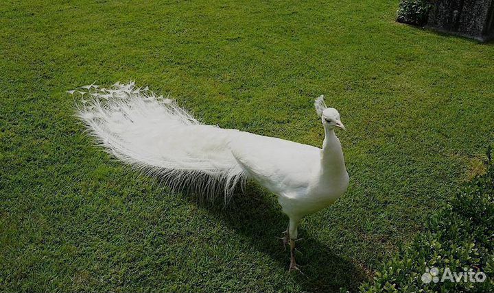 Белый павлин