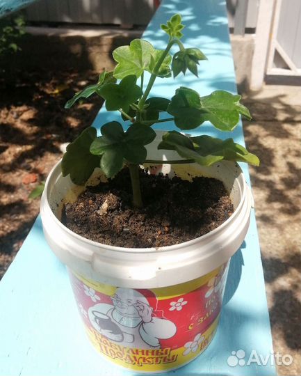 Герань пеларгония плющелистная ампельная