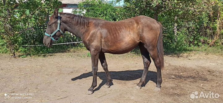 Кобыла 1 год