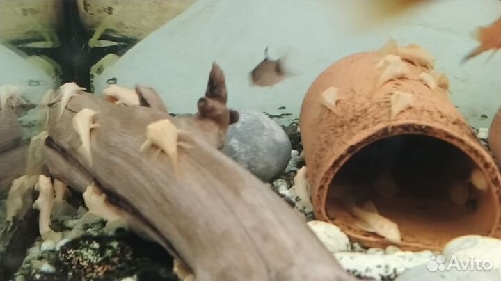 Украшения для аквариума